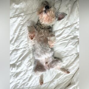 Only Paws: Paddington